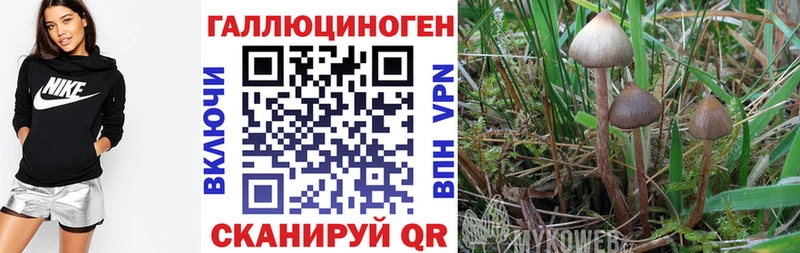 Псилоцибиновые грибы Psilocybine cubensis  Олёкминск 